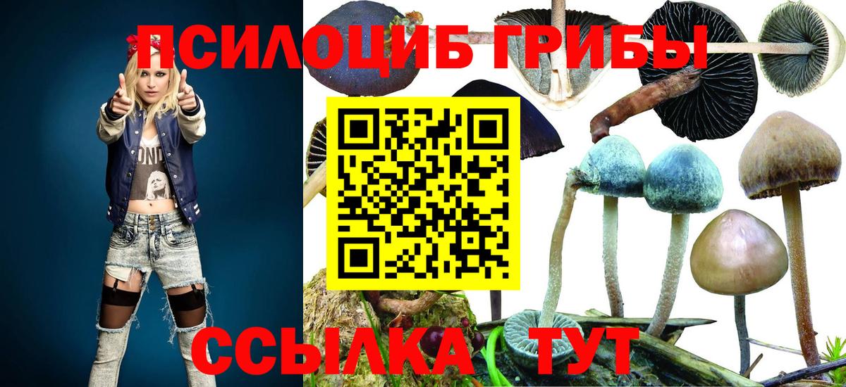 Георгиевск  Псилоцибиновые грибы ЛСД  Вход с VPN  Псилоцибиновые грибы прущие грибы 